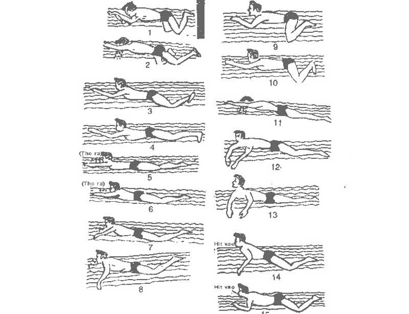 Kỹ thuật bơi ếch cơ bản